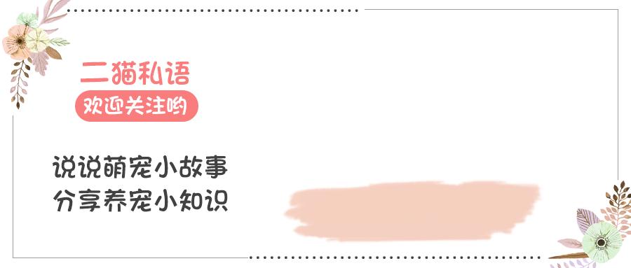 激光笔逗猫对猫咪影响,猫咪追激光笔是聪明还是不聪明