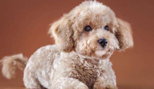 泰迪犬串串毛摸着粗糙是像土狗吗,泰迪犬毛色越来越浅怎么办