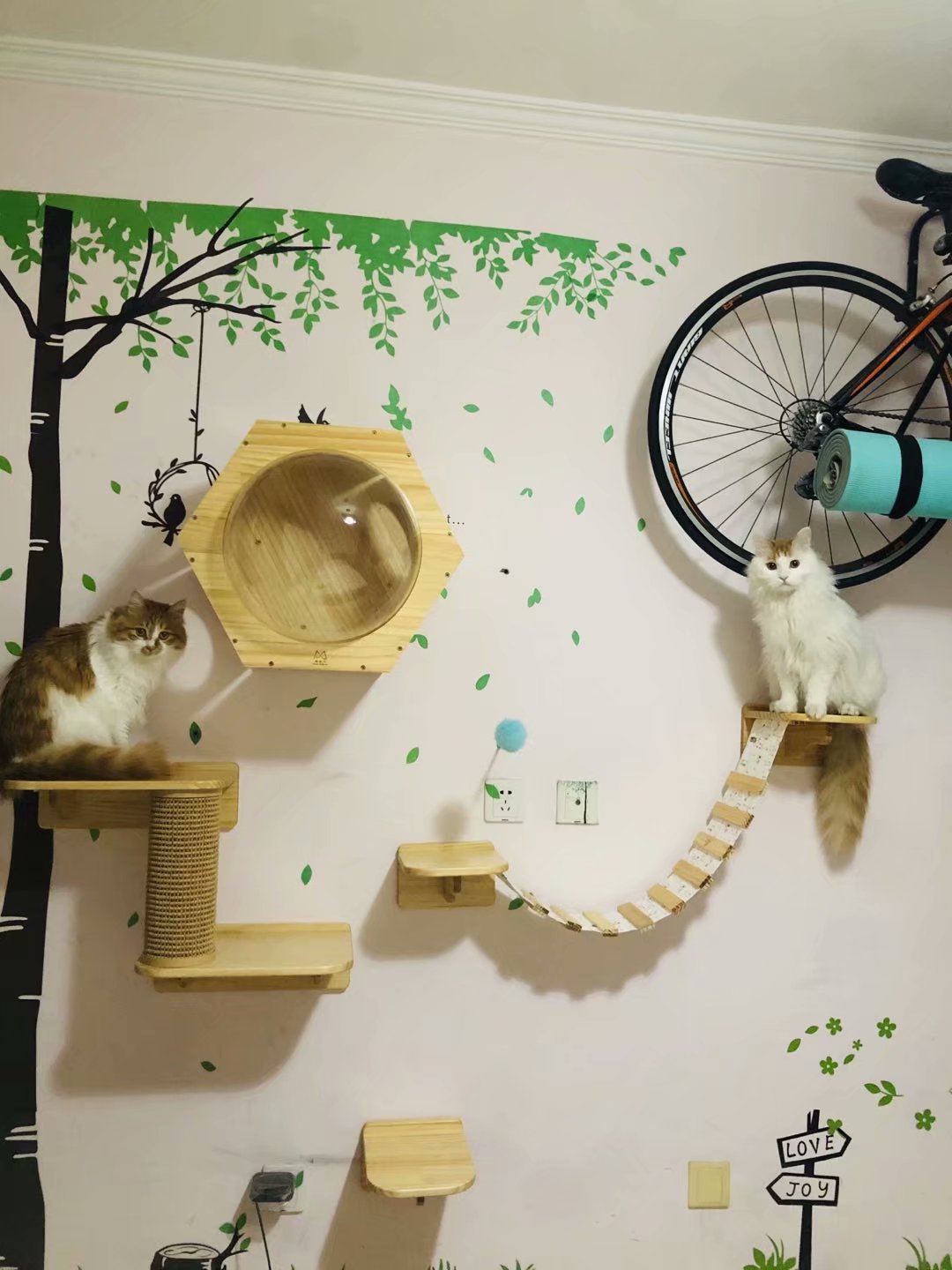 我家猫还真时尚，玩起了姐弟恋，不信你们看看