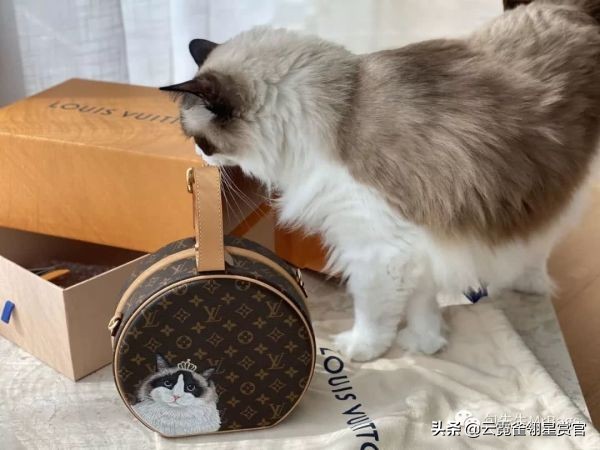 非常好看的宠物包,大家的包都带什么玩偶