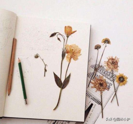 如何用鲜花制作干花而不凋零,鲜花晾干后怎么制作干花和保存