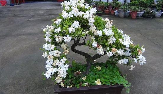 红梅盆景怎么修剪枝干能又短又多,对节白蜡盆景枝干修剪