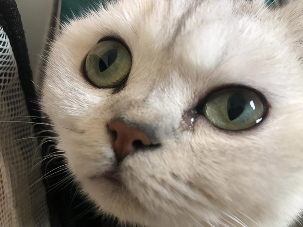 宠物猫眼睛是黄色的怎么回事,宠物猫眼屎多是什么原因