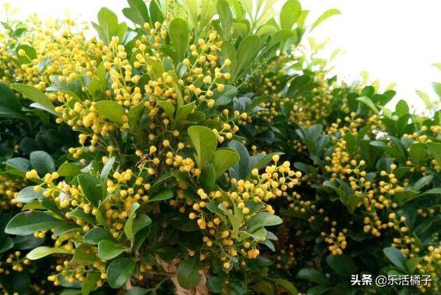 四季开花米兰盆栽,阳台如何盆栽米兰花