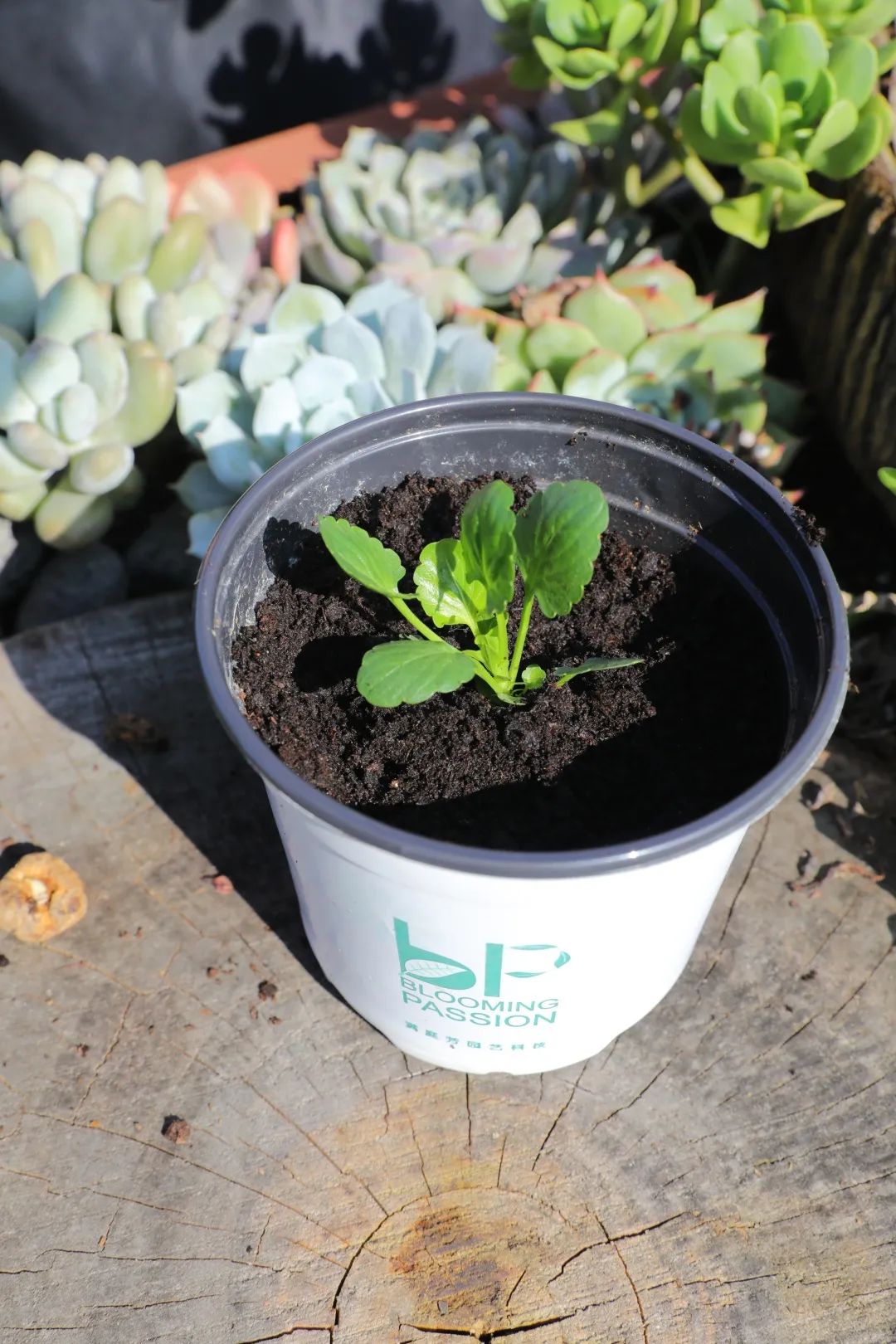 刚栽培的小苗怎样养护,小苗养护注意事项图解