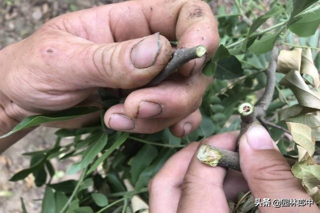 皂角树枯萎病原因,刚栽的皂角树叶子枯萎怎么办