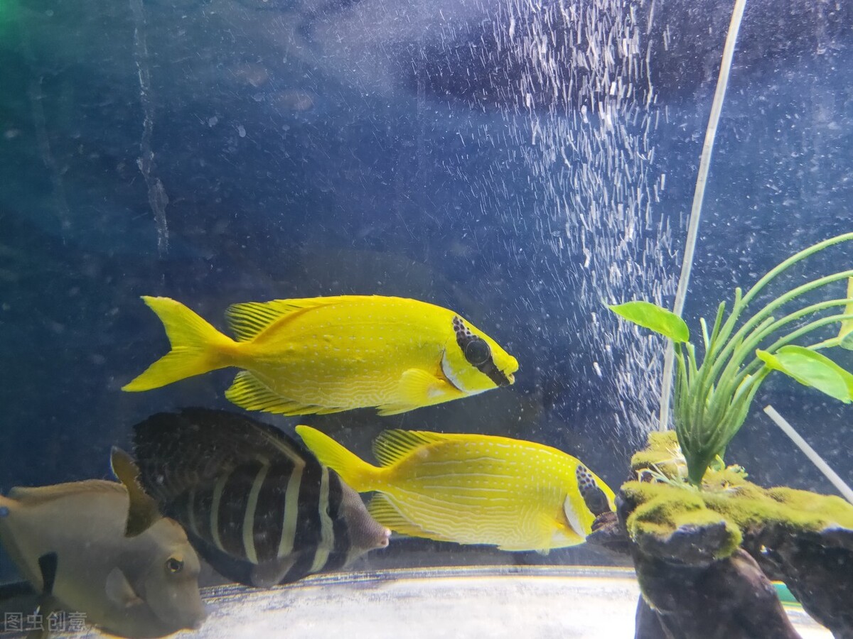 鱼缸显色灯有几种颜色,t5鱼缸灯显色效果