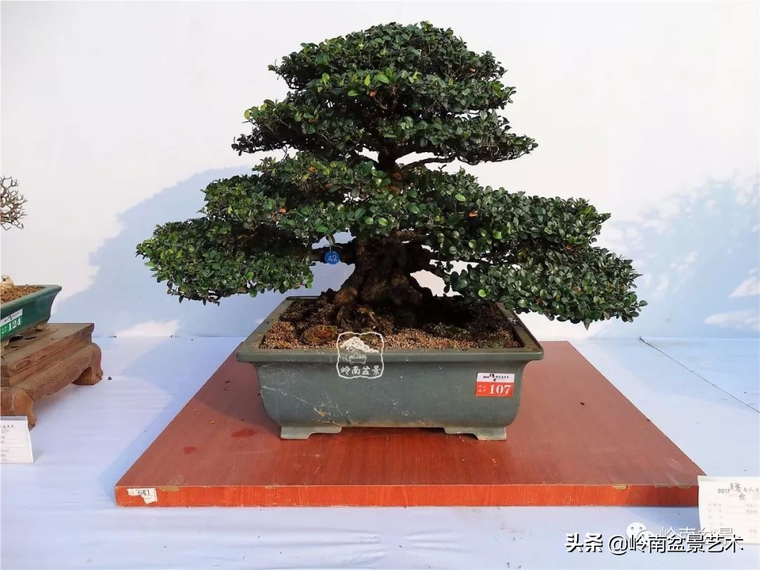 杂木盆景也毫不逊色,杂木盆景值钱吗