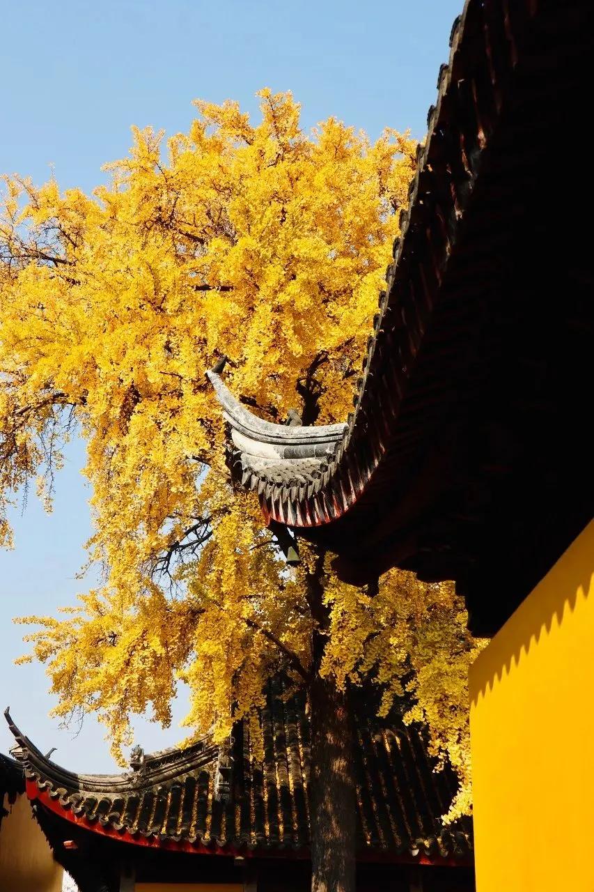 枫叶租车成都店,苏州旅游自驾租车