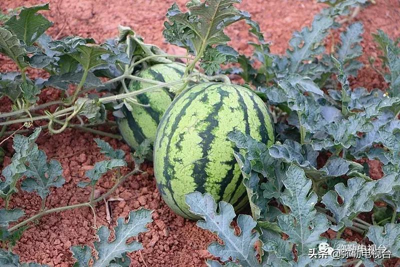 弥勒千亩西瓜熟了！黄心瓜、红心瓜、小香瓜…你喜欢哪种？