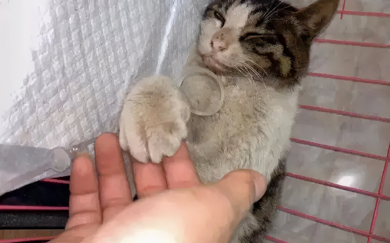 狸花猫背部受伤救助,狸花猫被主人打骨折