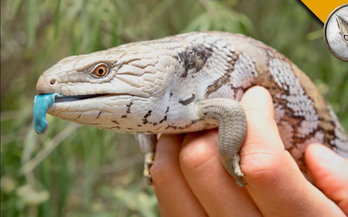 蓝舌石龙子的舌头,蓝舌石龙子的舌头类型