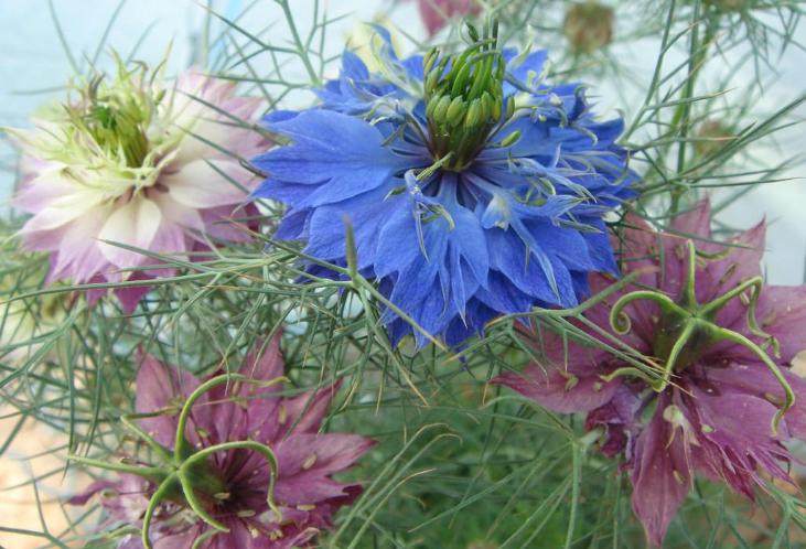 黑种草单瓣,淡蓝黑种草