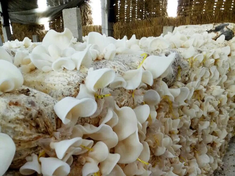 天山雪莲很像植物,罕见的植物天山雪莲