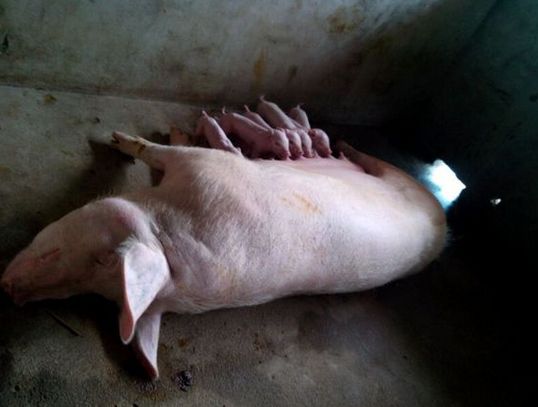 母猪产后发烧用什么药效果最好,母猪产后热如何预防