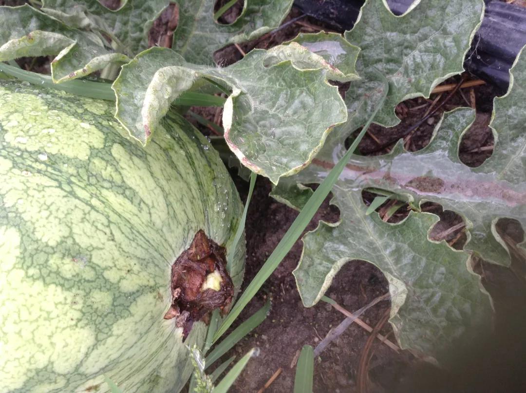 作物缺素口诀,作物营养缺素诊断与科学施肥