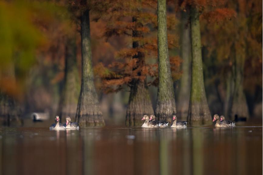 佳能拍鸟最佳镜头,佳能r5有鸟眼跟踪对焦吗