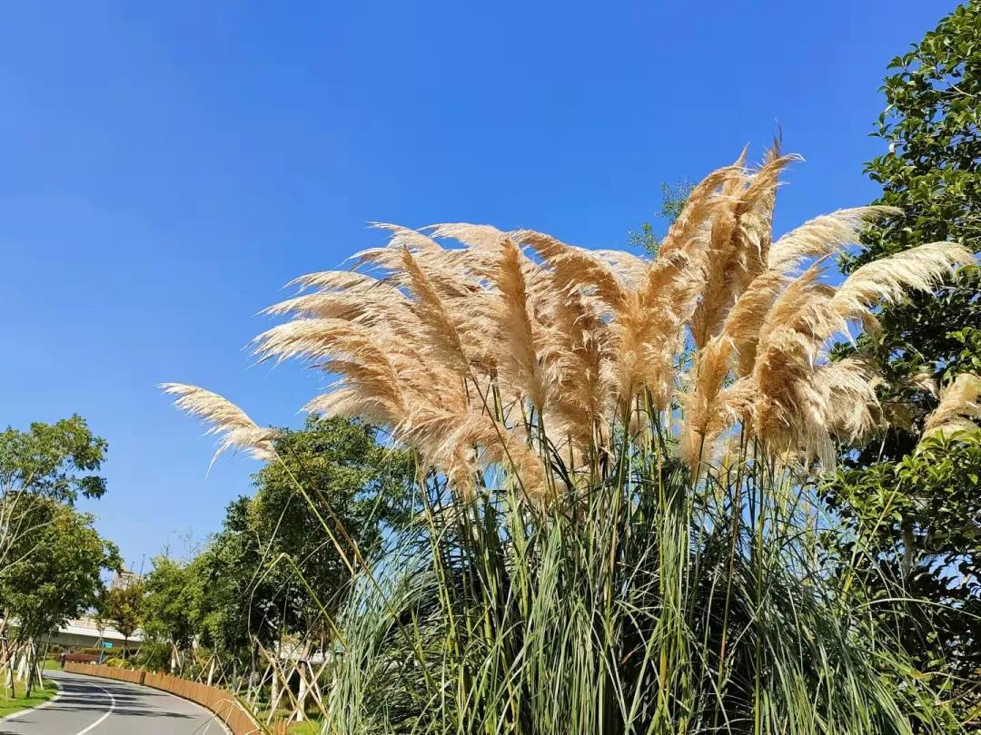 上海观赏草,上海之鱼冬天风景