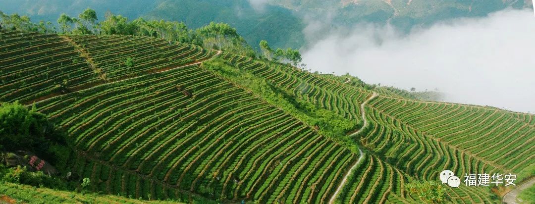 华安:一盏茶的时光