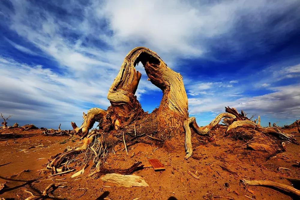 额济纳旅游自由行攻略,额济纳旗旅游最佳省钱攻略