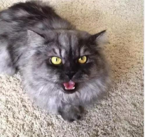 养猫党的十件事,新手养猫必须做的十件事