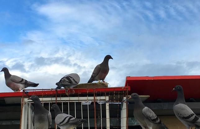 种鸽出现口黄怎么解决,芙蓉鸟下白蛋是什么原因