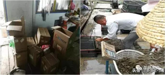 虾蟹高效养殖方法和技术,虾蟹混养如何提高青虾的养殖效益