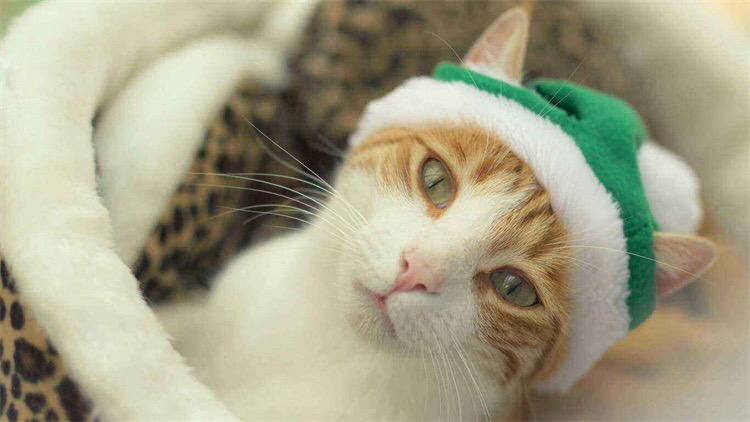 猫咪不吃东西怎么办最有效,猫咪不吃东西越来越瘦怎么办