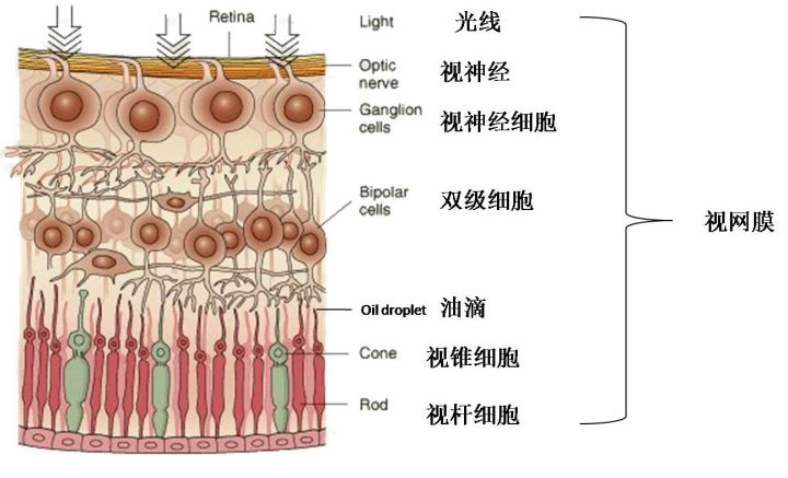 高空捉虫，水下捕鱼，还能看到紫外线，鸟类的眼睛里藏着什么秘密