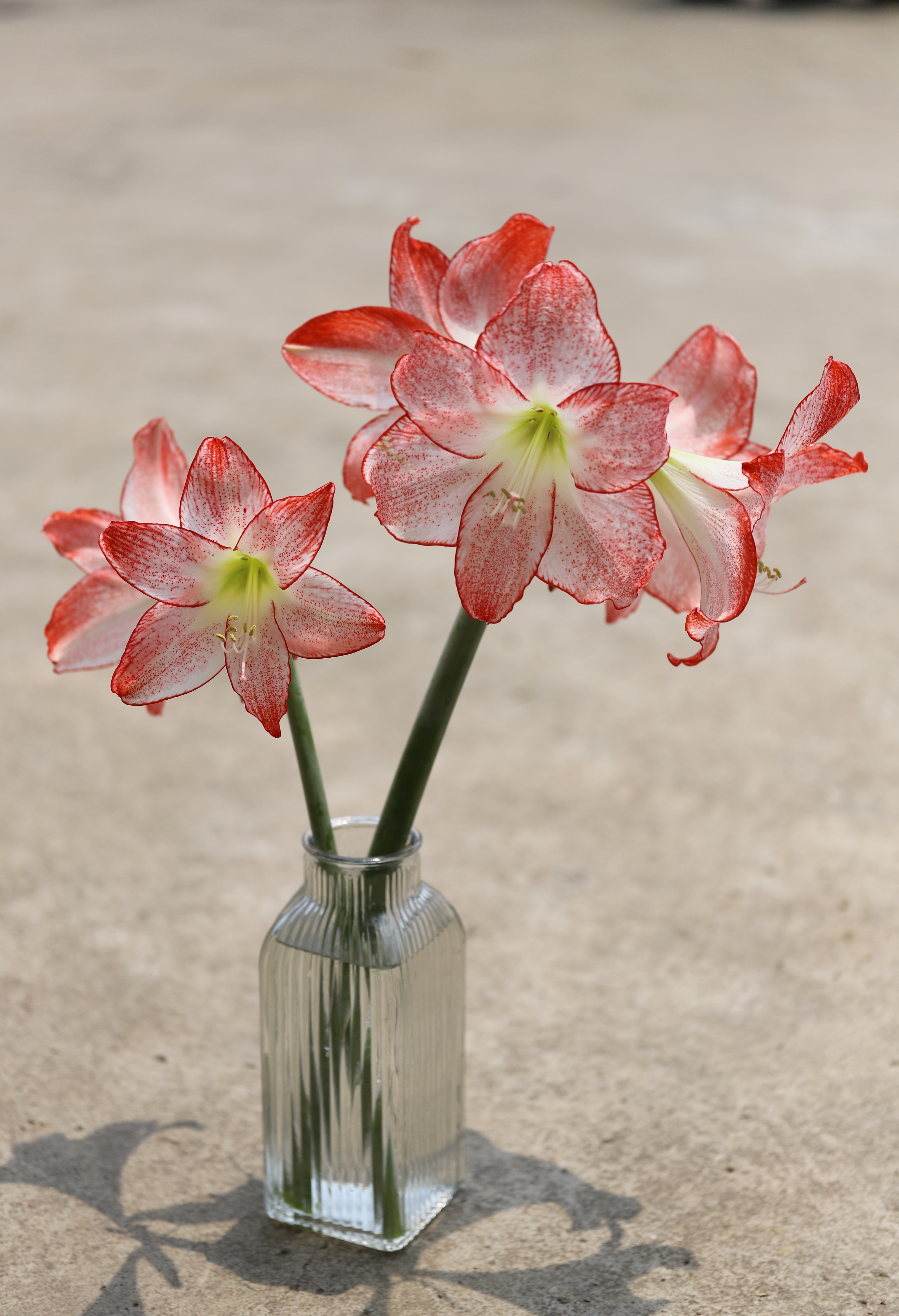 单瓣朱顶红品种最像鬼魅,朱顶红仙气品种