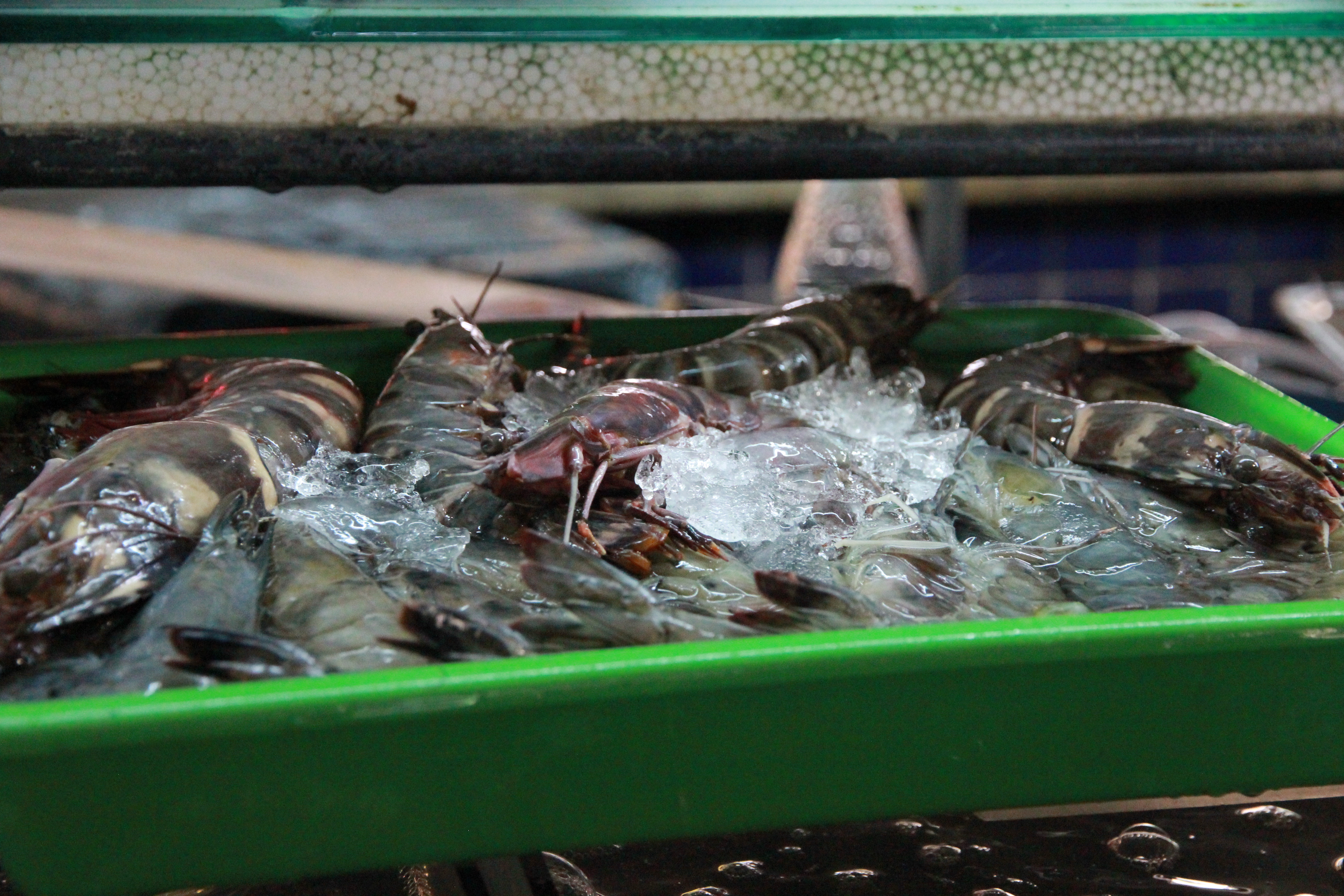 在普吉岛浮潜拍到的美妙海底世界 (普吉岛cape panwa hotel浮潜)