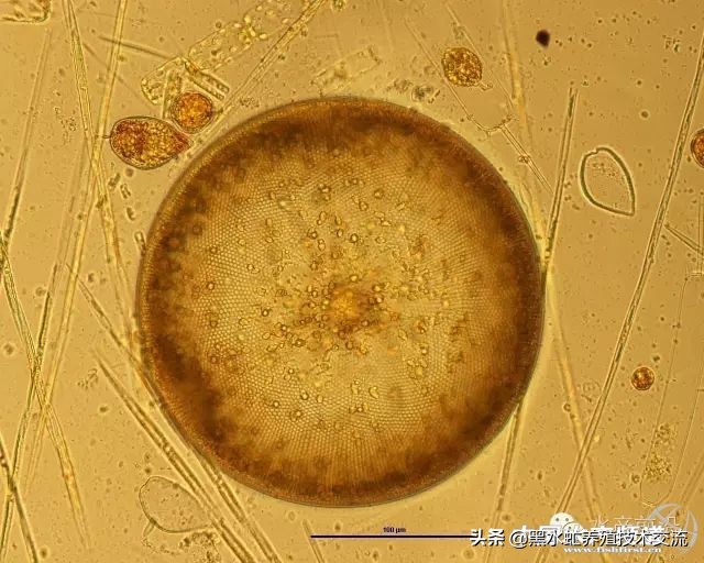 100种水产藻类,水产藻类图谱及名称
