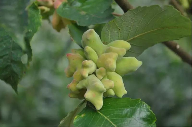 硬核整理!高清中药教材原植物彩*图色**谱(四期)