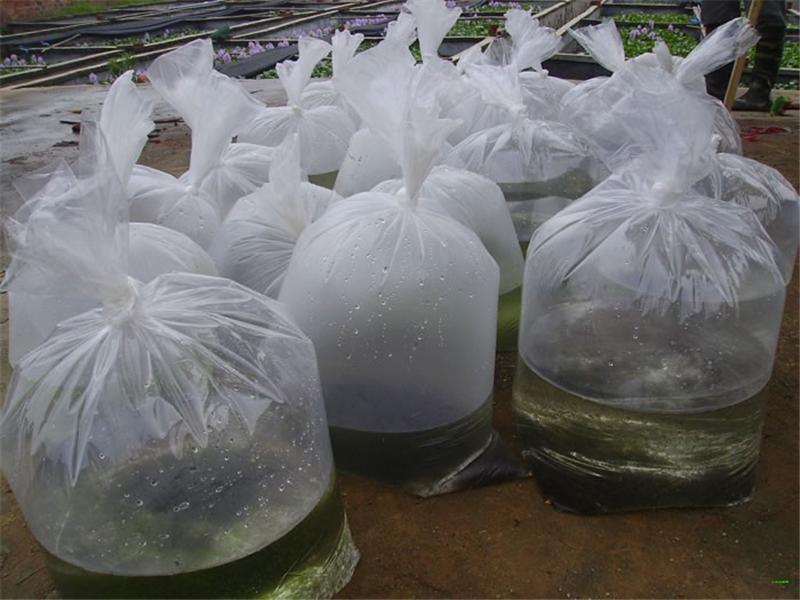 规模超20万亩，1月前卖不动，现价格逆势上涨，养殖户很积极