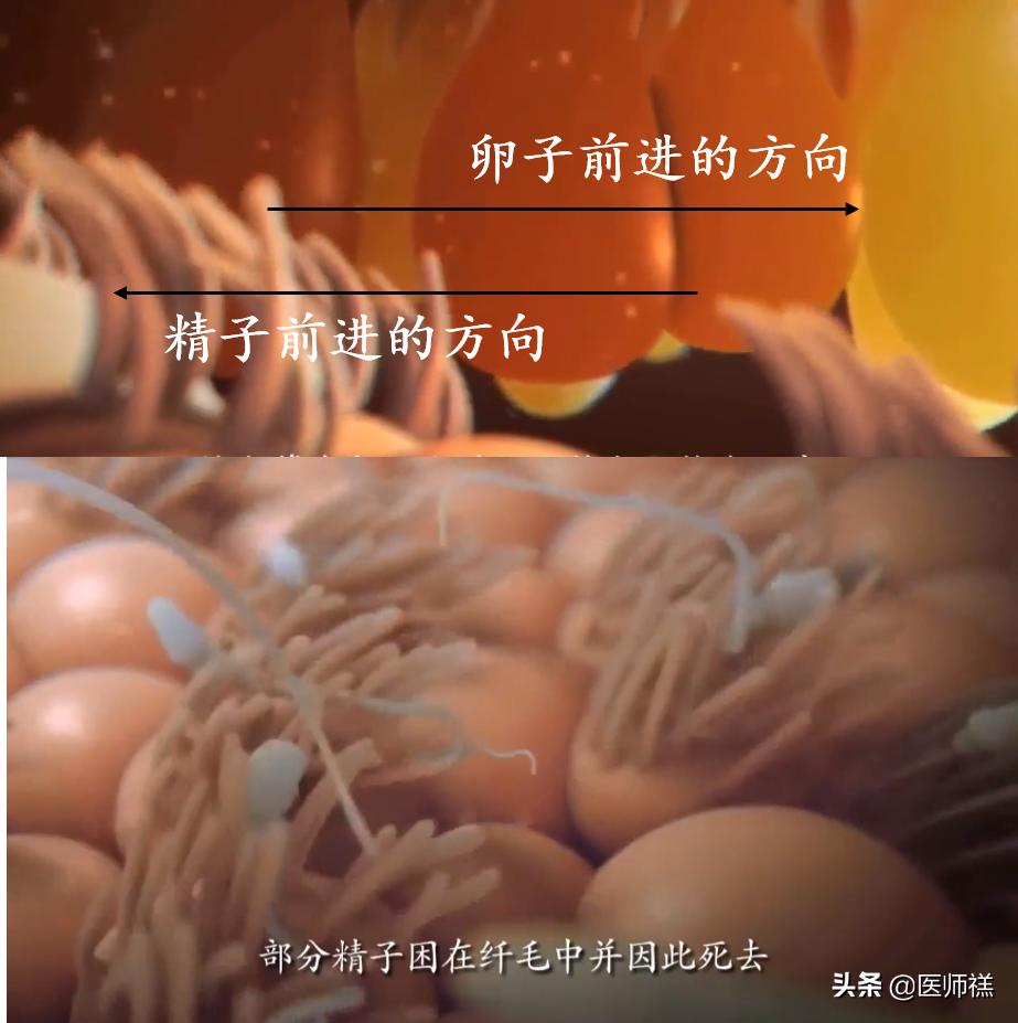 备孕期间要清醒！同房后倒立增加受孕率？尝试这些办法或许更高效