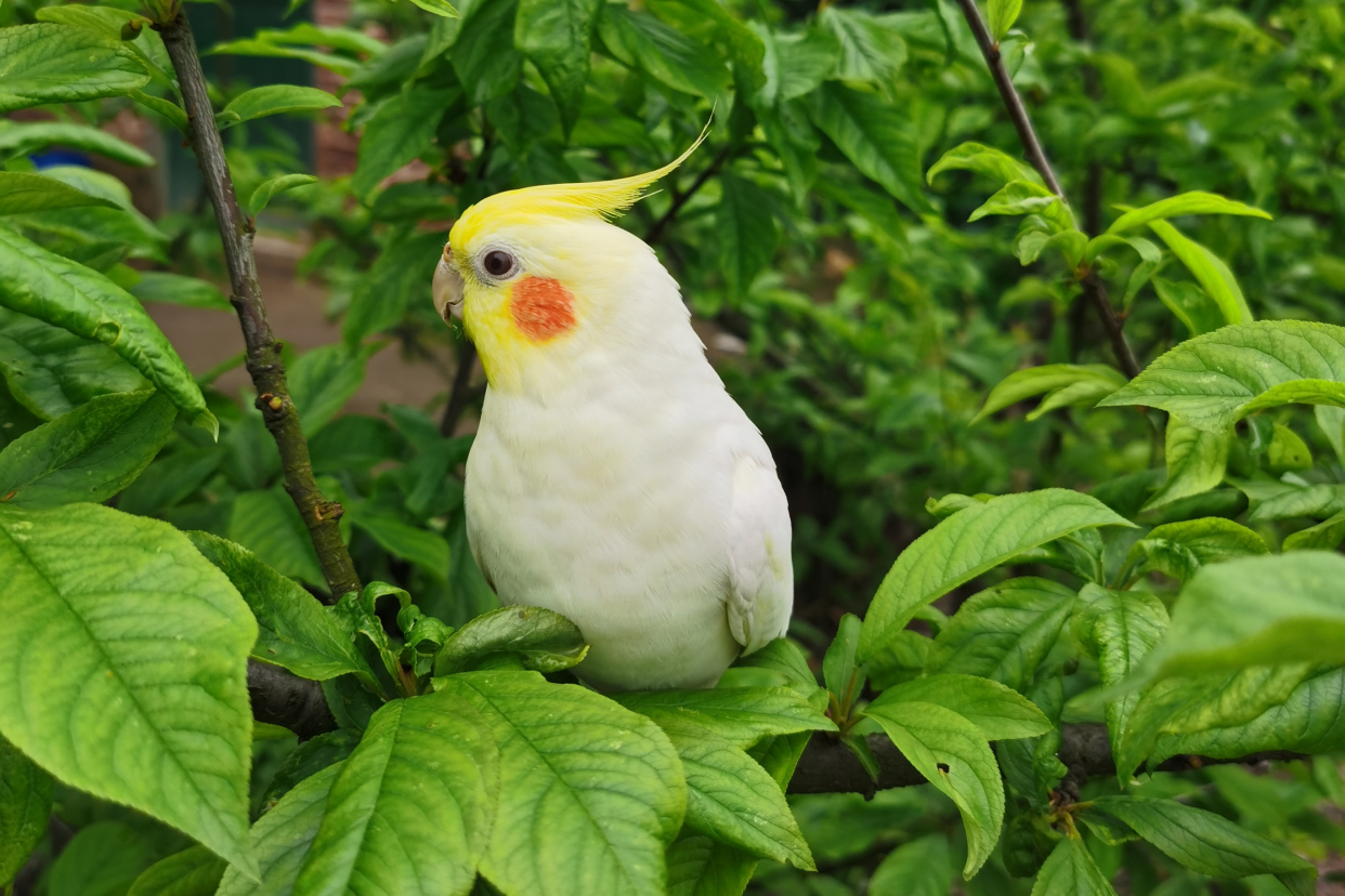 难怪能够“通杀”养宠物的朋友们，这鹦鹉也太漂亮了