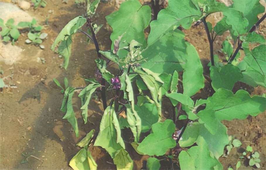 茄子出现褐色腐烂是什么病,茄子幼苗蔫了怎么办