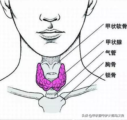 诊断为甲减要服什么药,患了甲减务必记住这几个注意事项