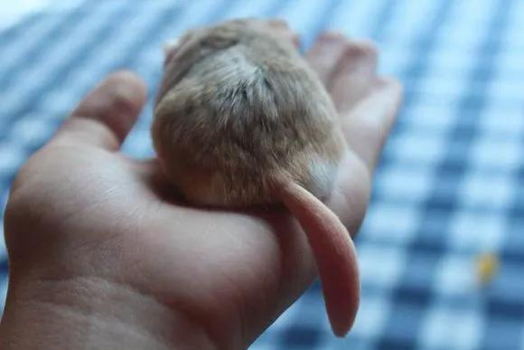 鼠年最稀有的老鼠,鼠年各种耗子大全