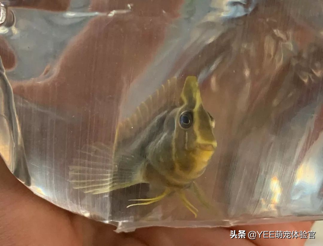 奥特曼青蛙鱼是热带鱼吗,奥特曼青蛙鱼品种