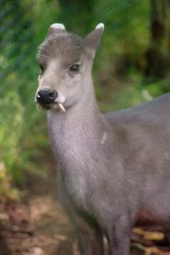 世界最罕见的十个杂交动物,世界罕见动物长得像蜘蛛但有尾巴