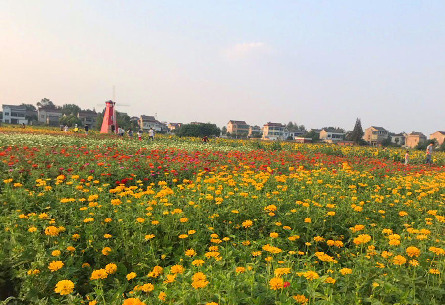 扬中最小县城,镇江市扬中市最大的镇