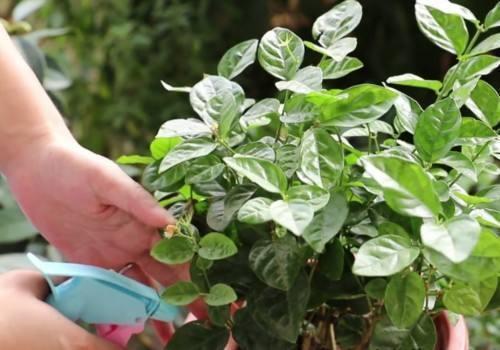 养花得了蚜虫蚧壳虫小黑飞,水里“加点它”,统统“灭干净”