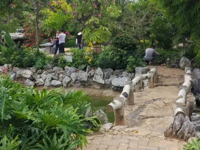 红色宝石树图片,红色宝石