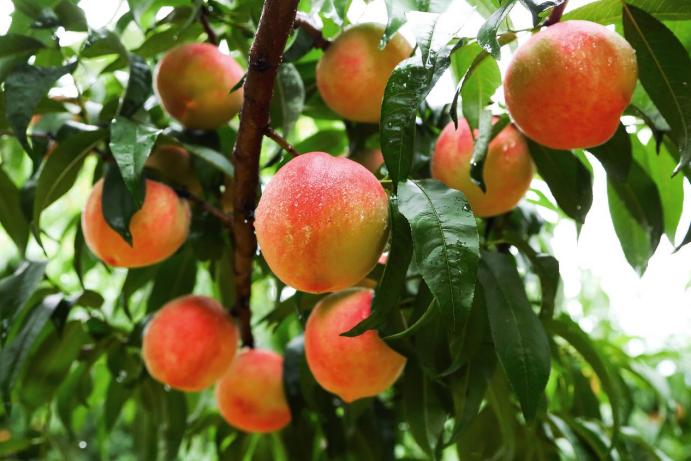 叮！你有一份夏季吃桃指南请查收