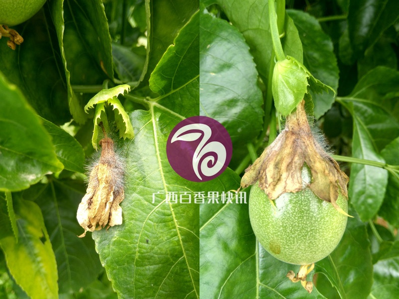 百香果灰霉病掉果怎么处理,黄金百香果灰霉病