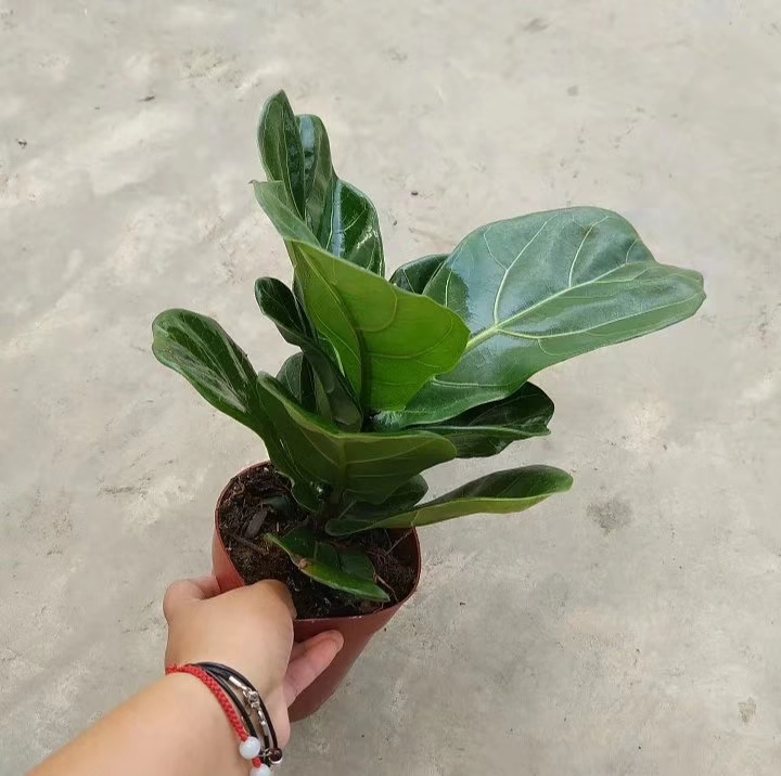 秋天扦插花苗,秋天扦插的小苗