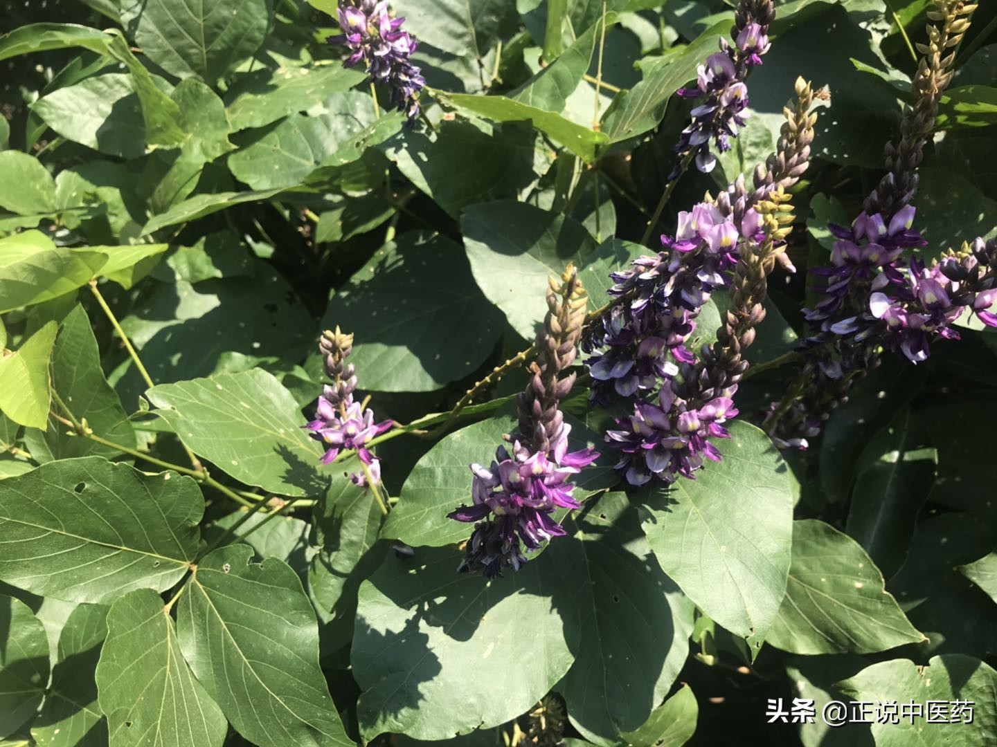 中药喝了胃痛呕吐,喝多了引起的呕吐胃痛