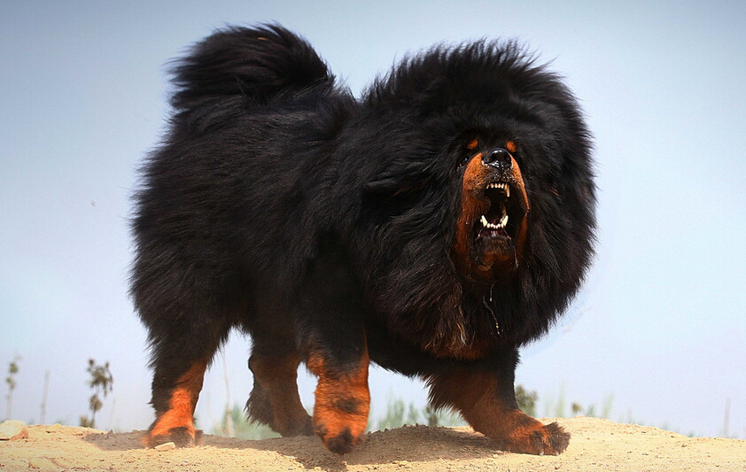 狗界无攻击性的三大犬,建议穷人养的10种便宜狗大型犬