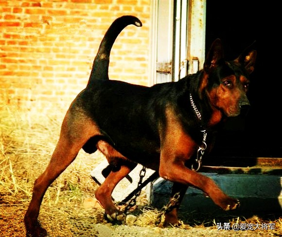 德国牧羊犬和罗威纳犬谁护卫更好,罗威纳犬杜宾德牧
